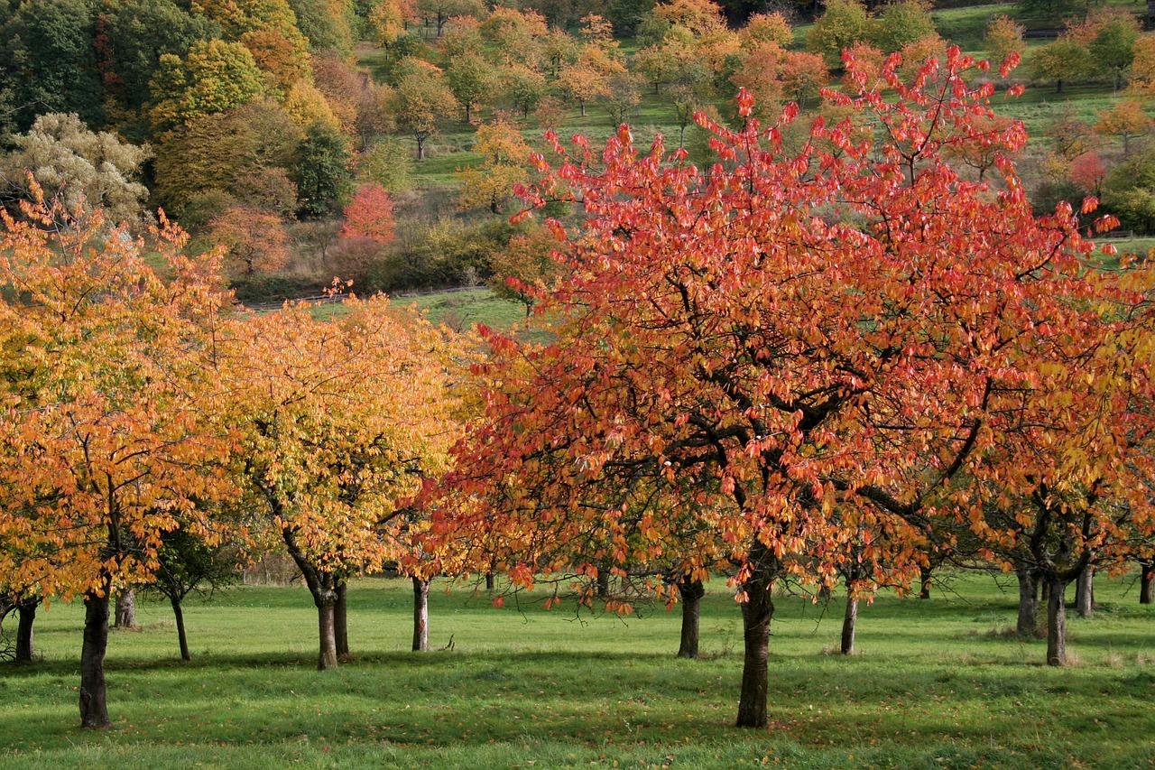 autumn cherry trees fall foliage free photo