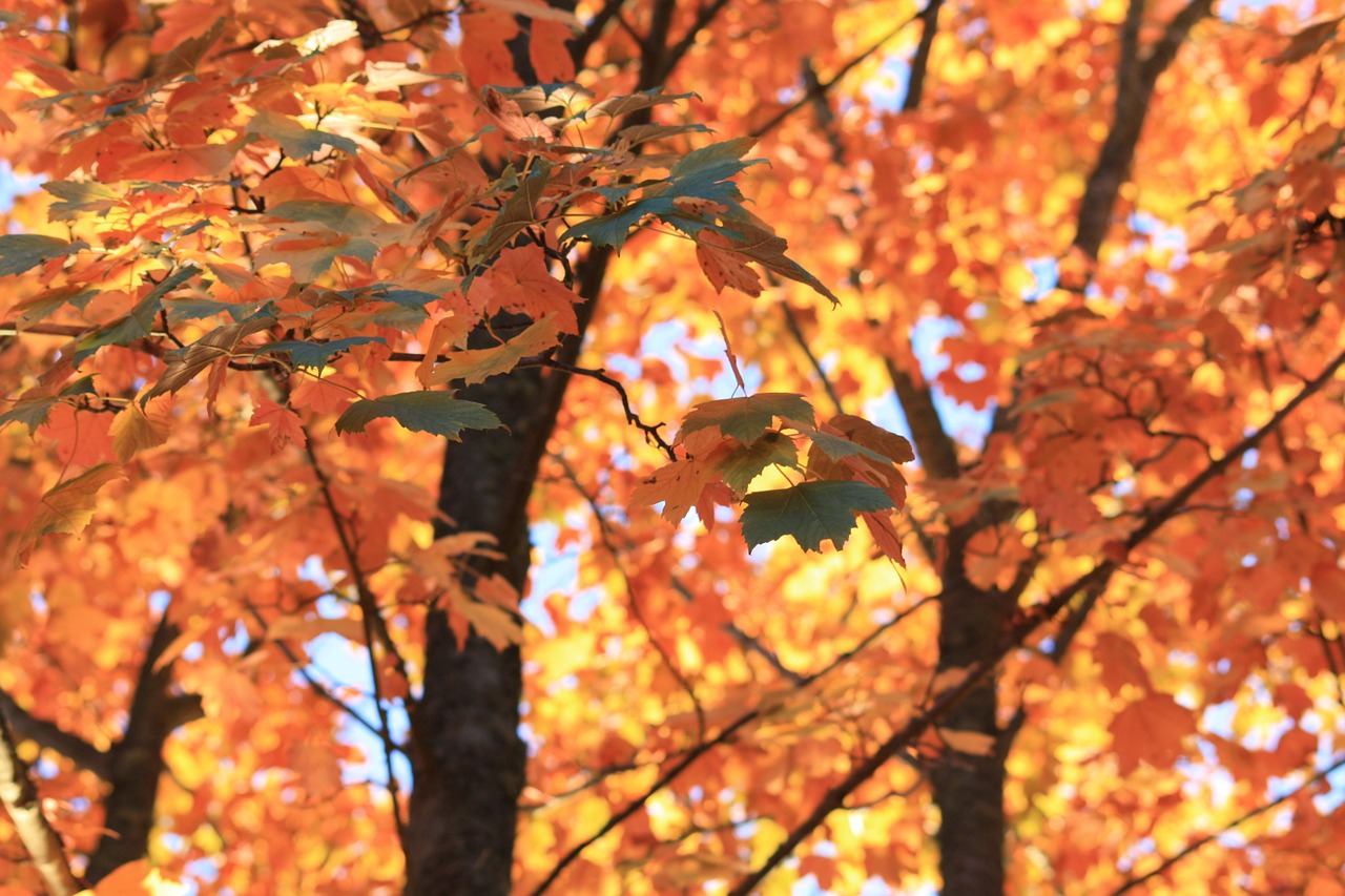 autumn hardwood sweden free photo