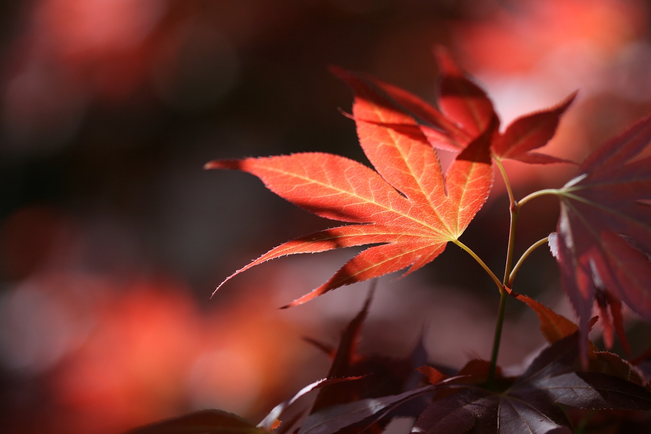 autumn leaves forest free photo