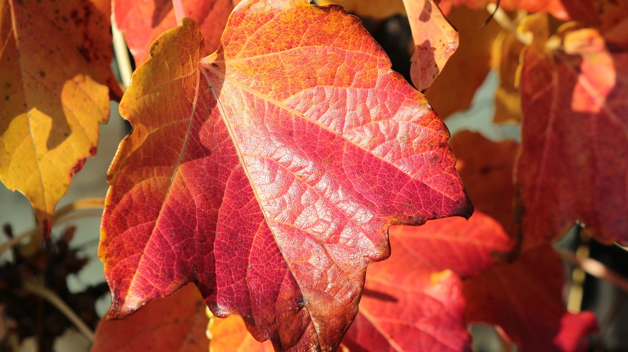 autumn leaves colored free photo