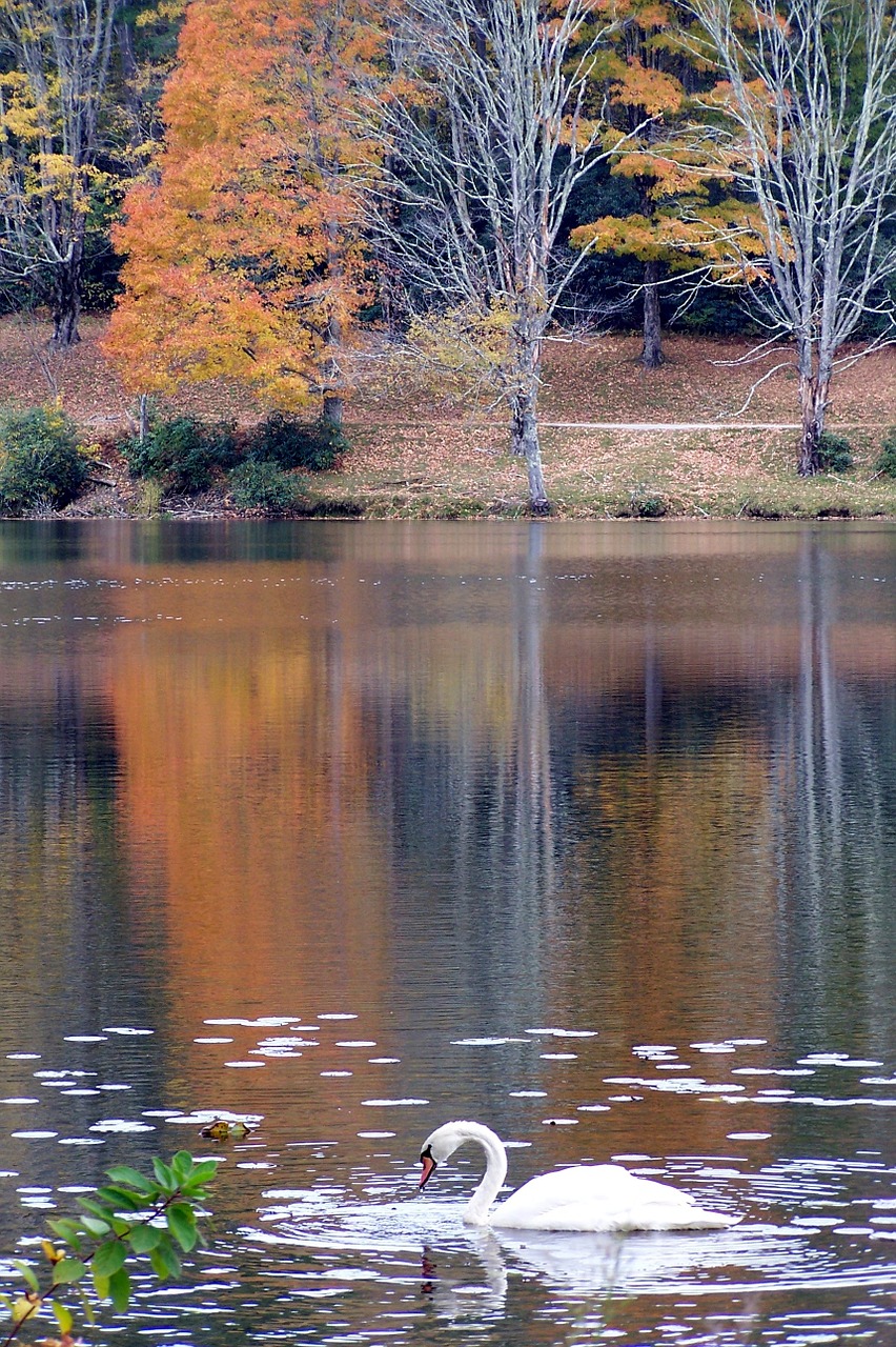 autumn fall leaves free photo