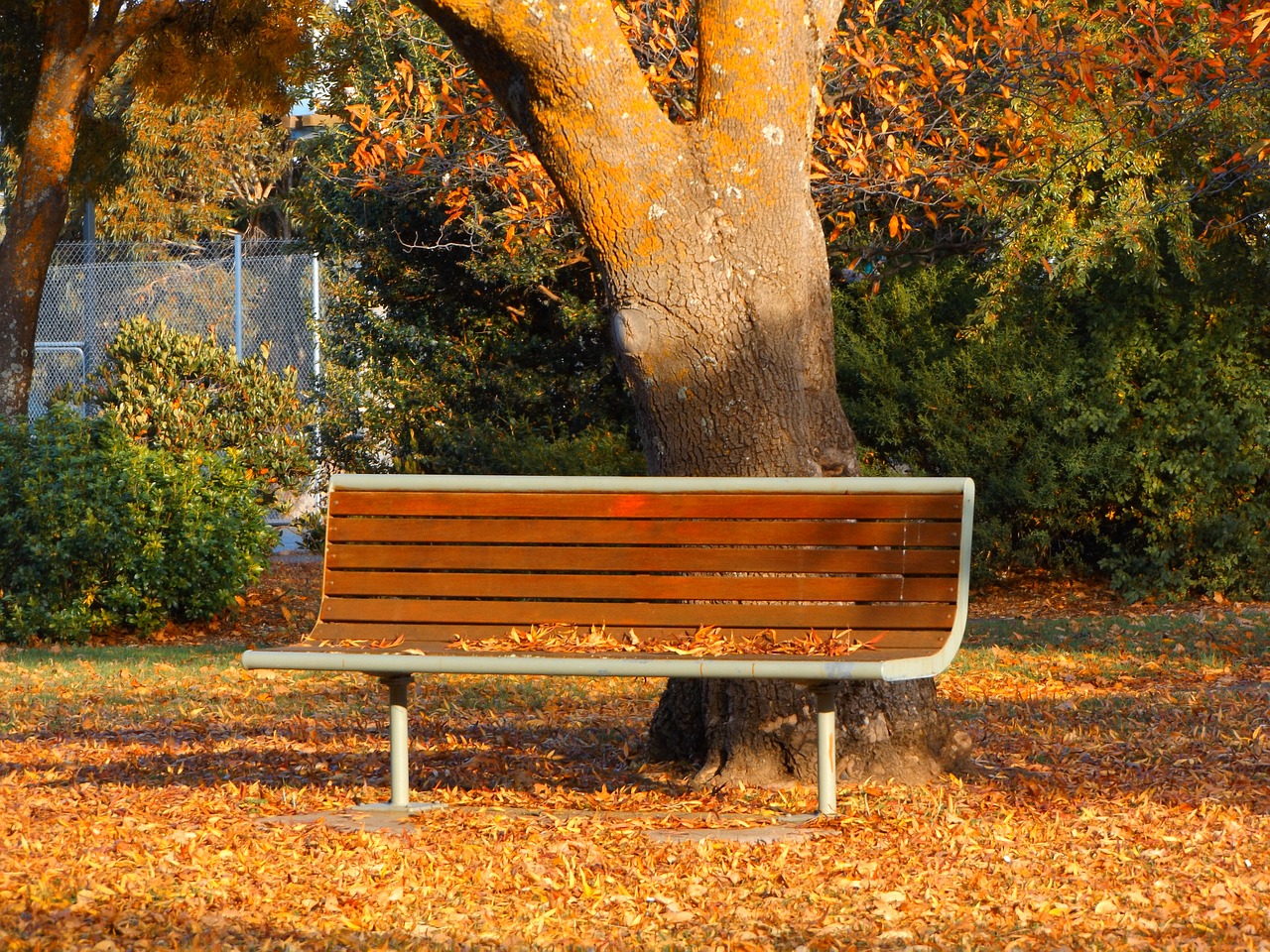 autumn park bench victoria free photo