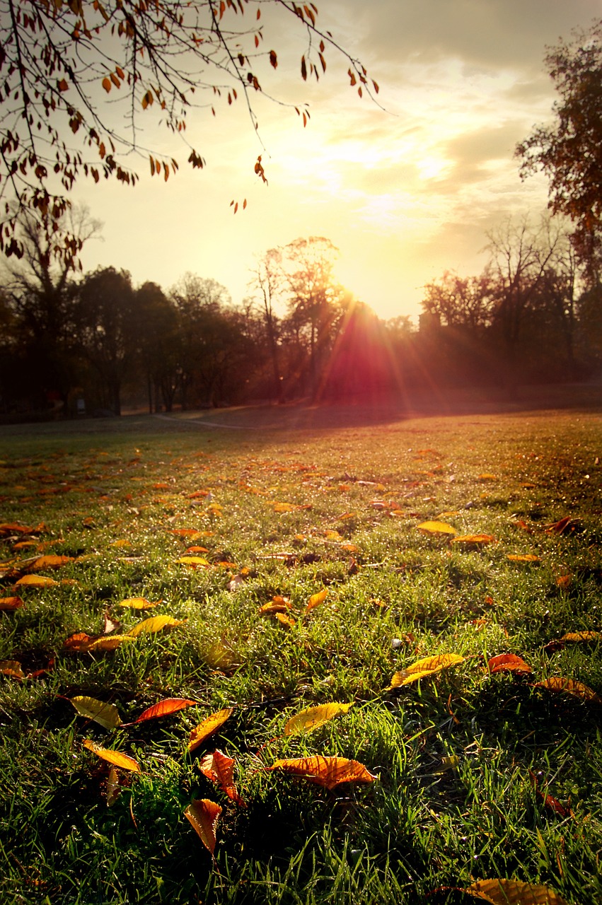 autumn fall leaves morning free photo