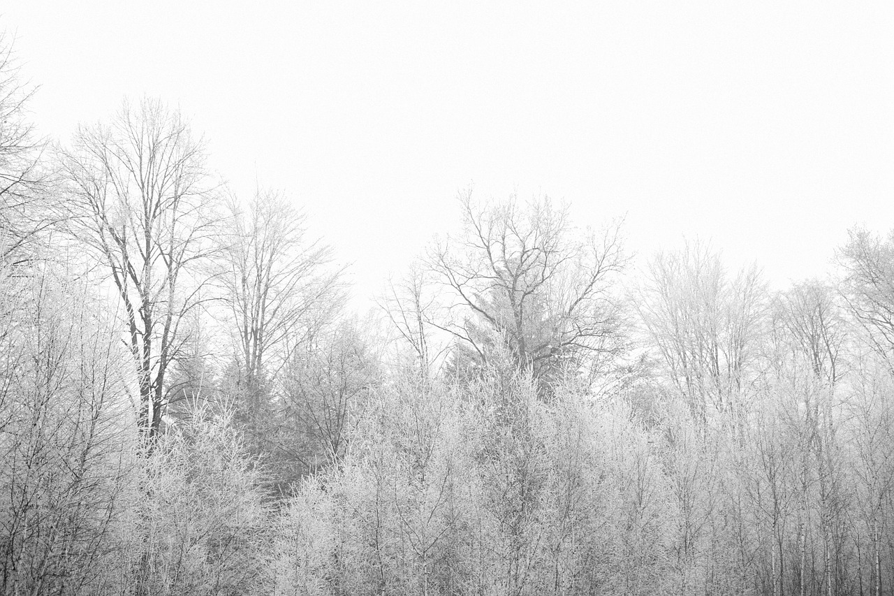 autumn winter trees free photo