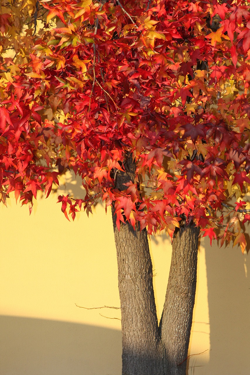 autumn trees color free photo