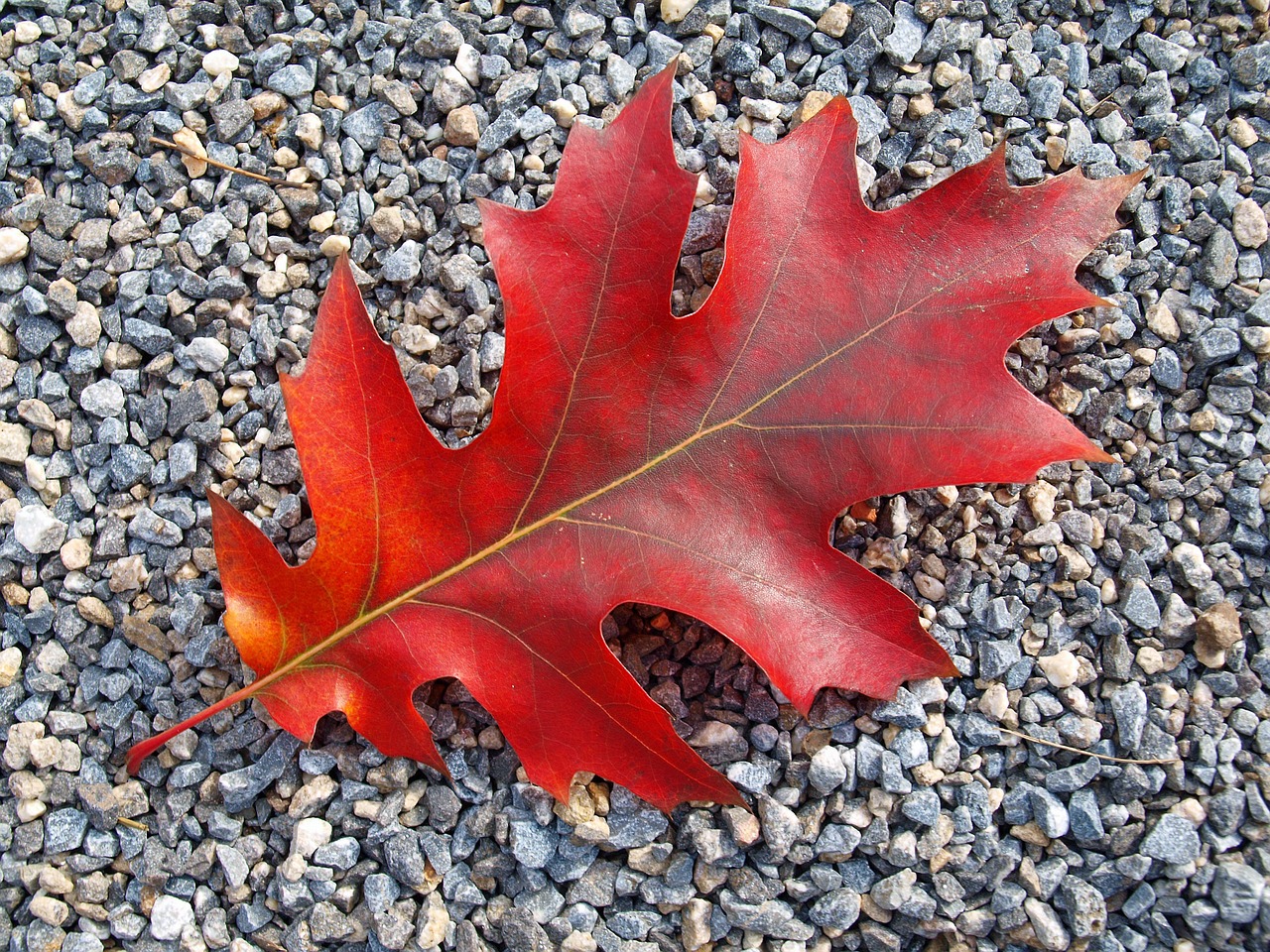 autumn leaf fall foliage free photo