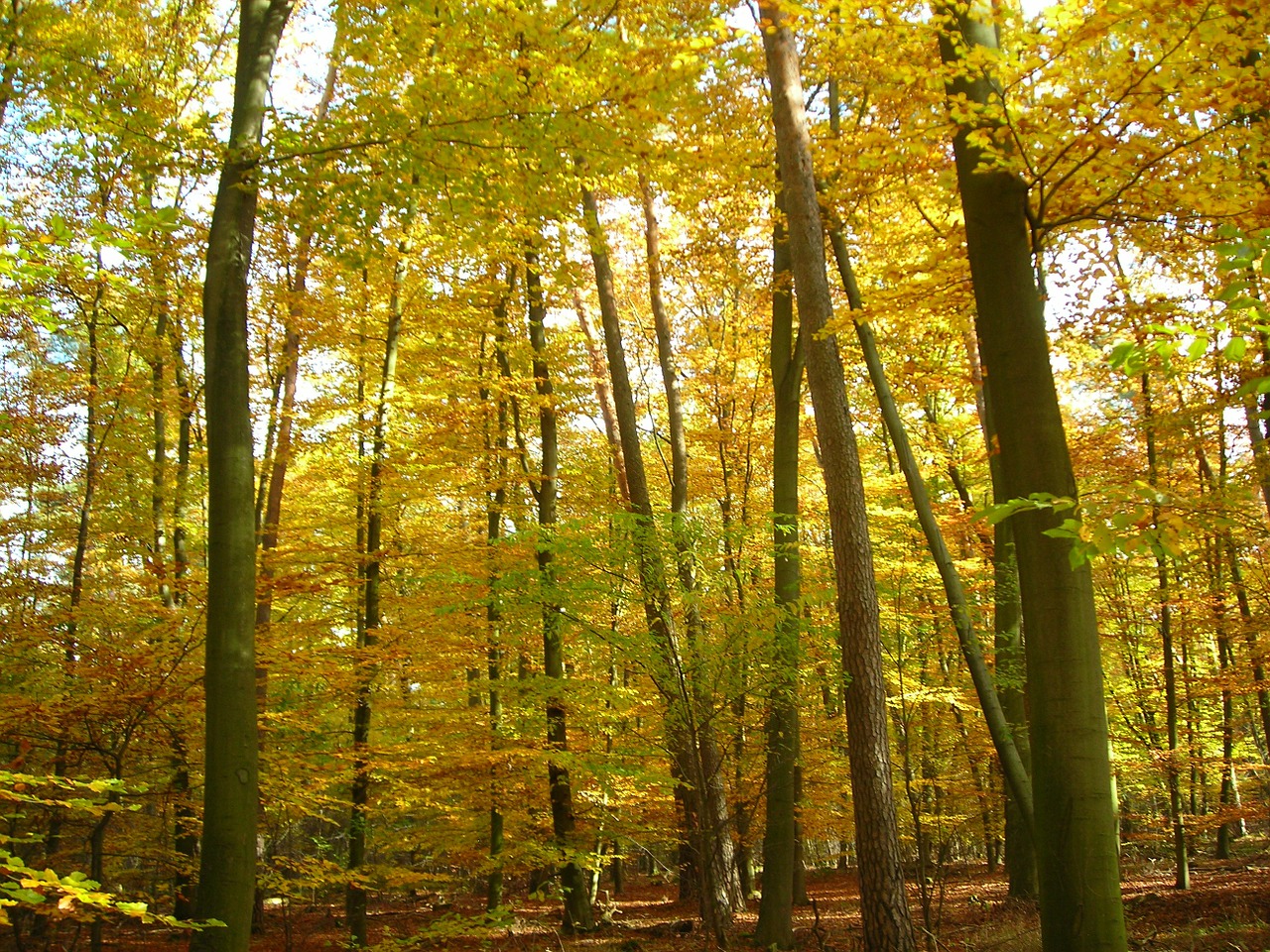 autumn forest emerge free photo