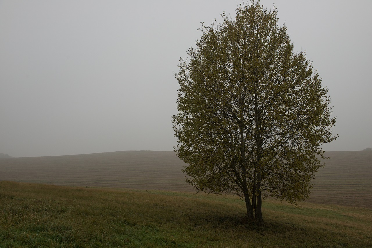 autumn tree the fog free photo