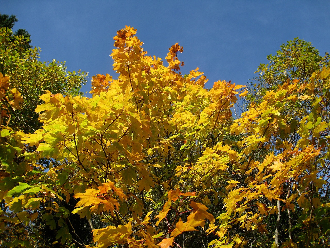 autumn sky blue tree free photo