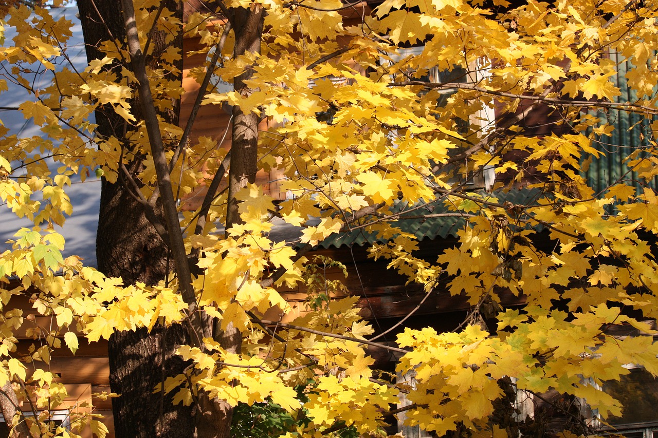 autumn gold maples listopad free photo