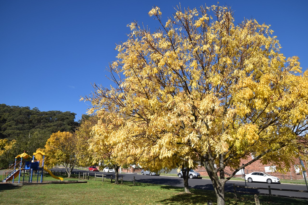 autumn park yellow free photo