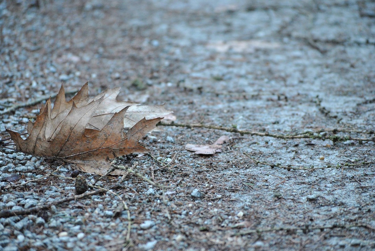 autumn leaf leaves free photo