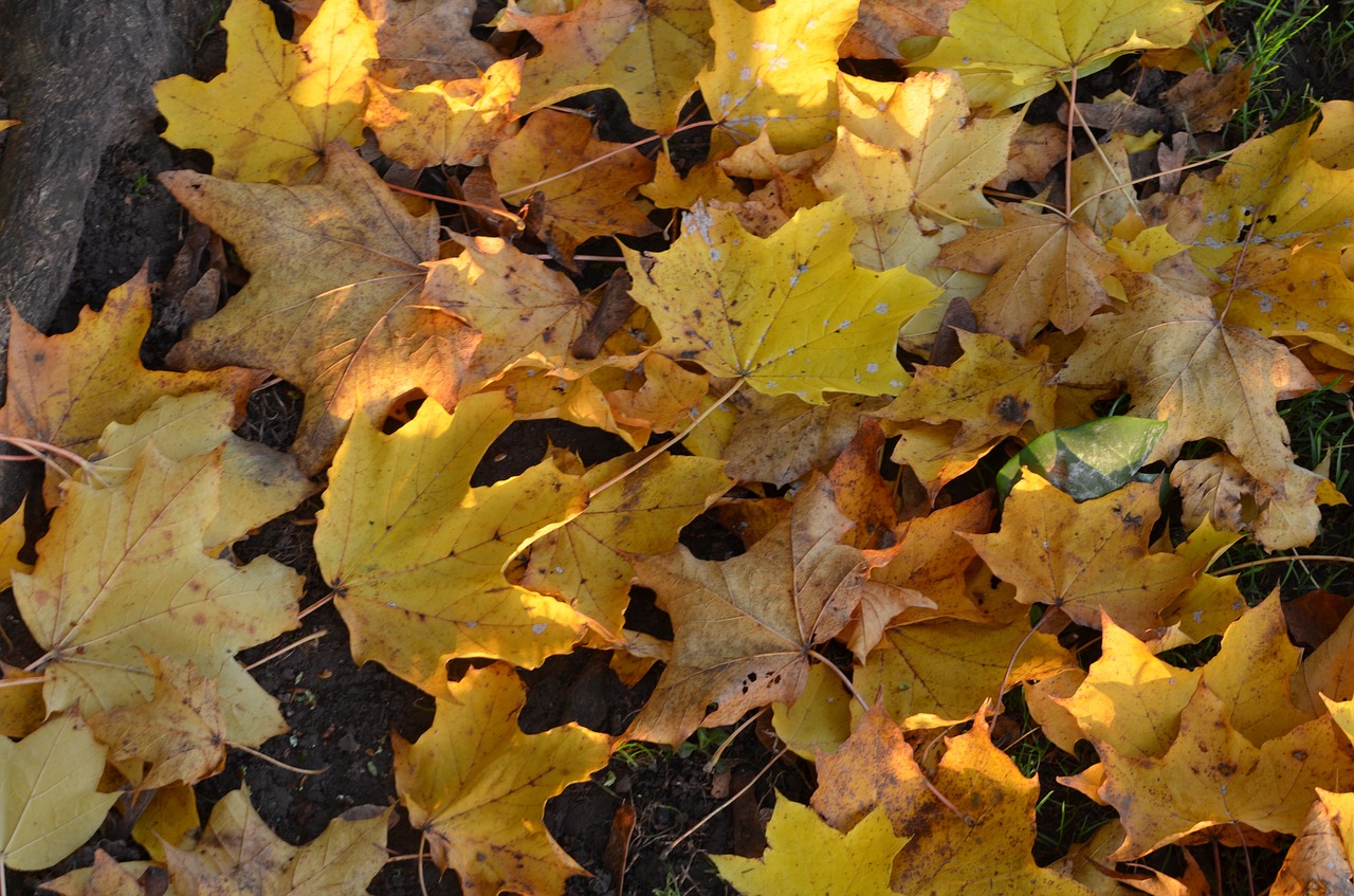 autumn leaves leaf free photo