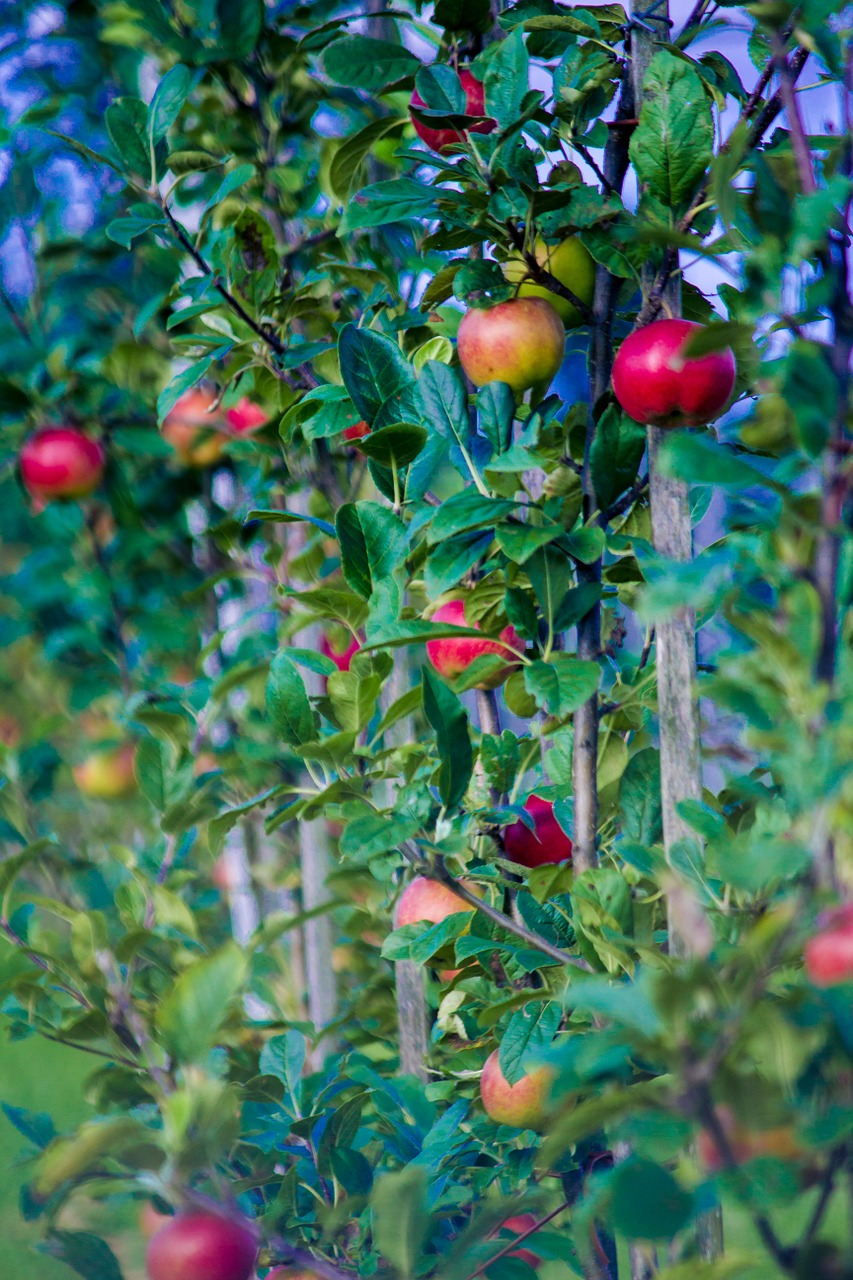 autumn apple fruit free photo