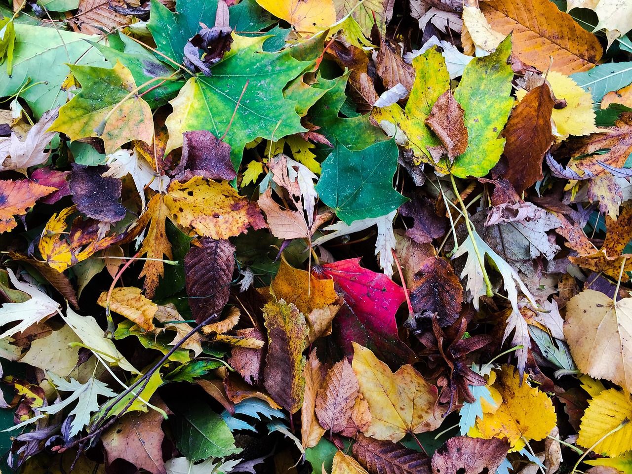 autumn leaves fall foliage free photo