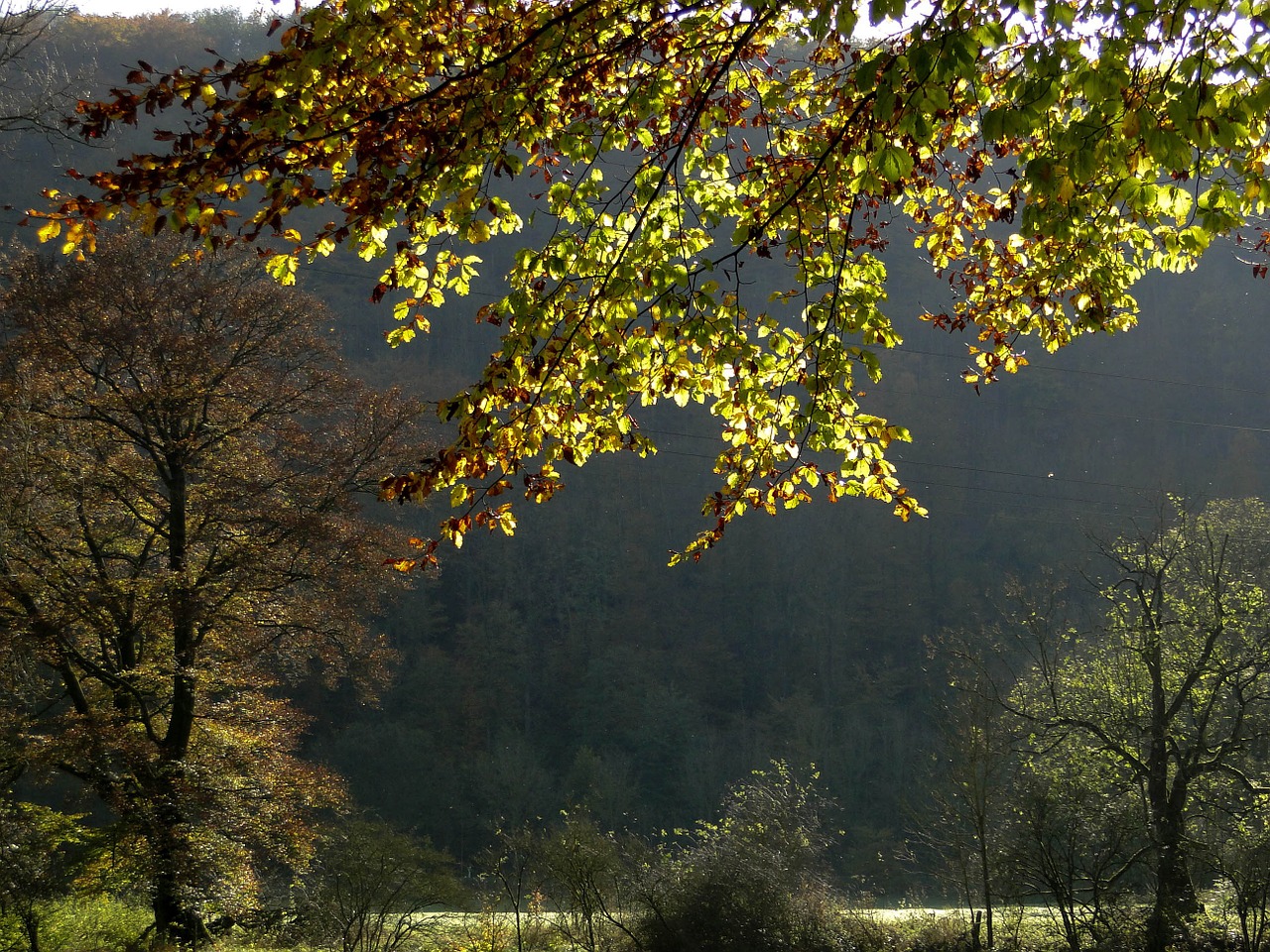 autumn tree light free photo