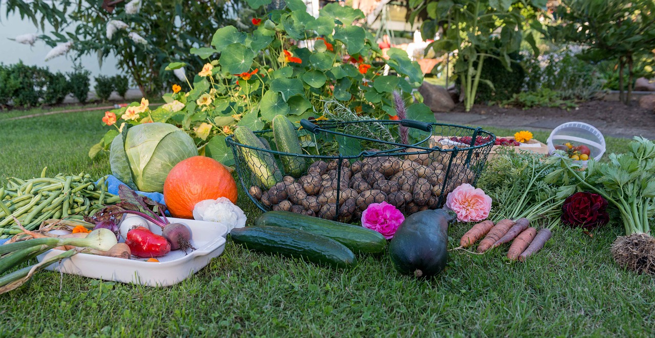 autumn harvest garden free photo