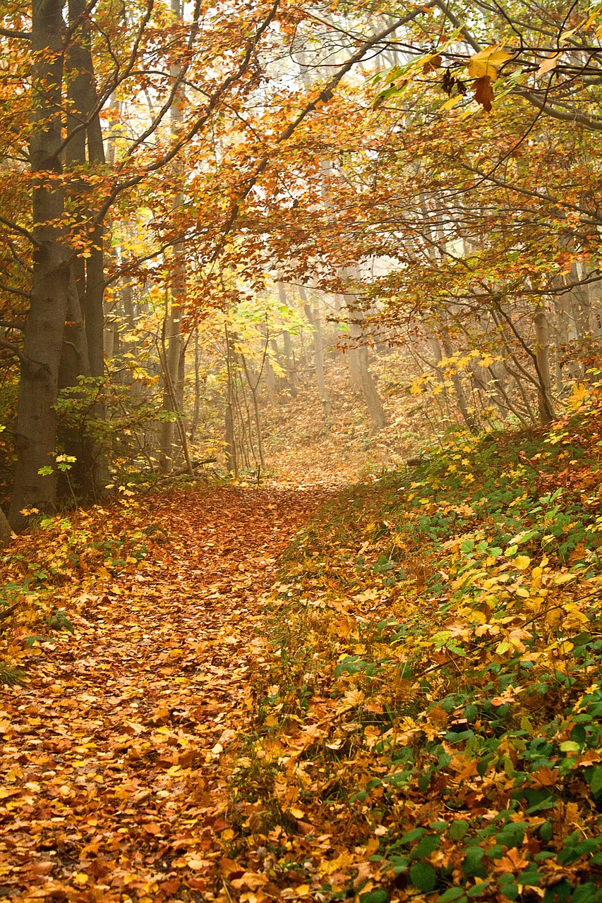 autumn forest fall free photo