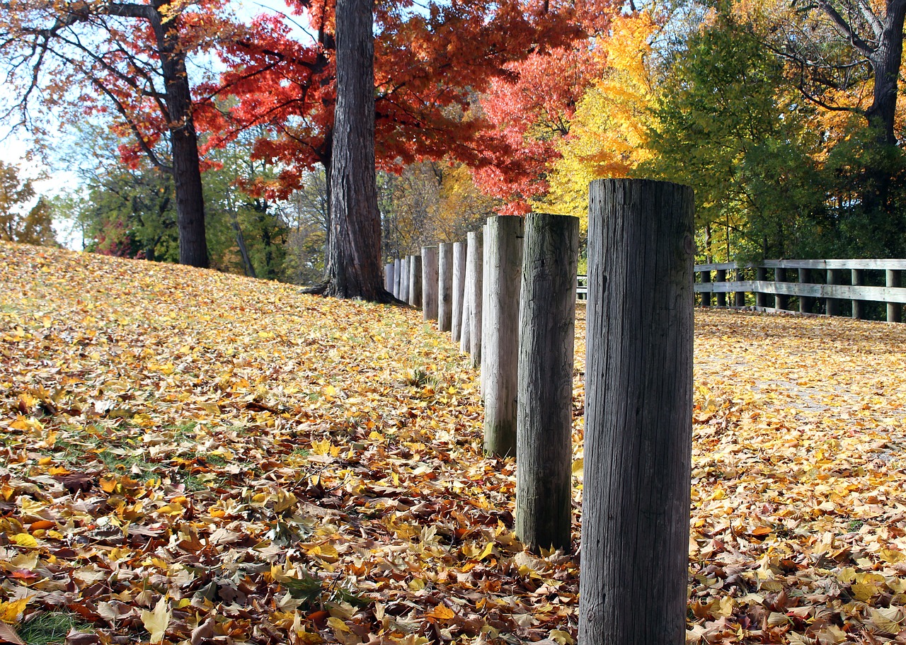 autumn leaves color free photo