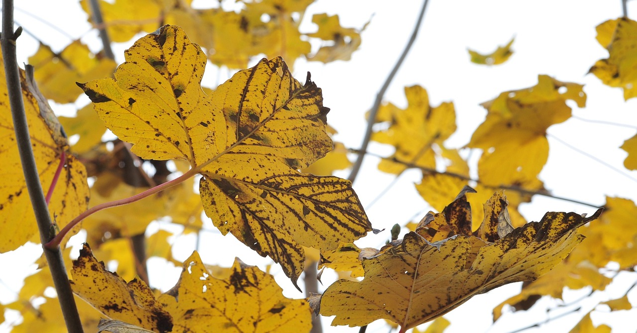 autumn fall foliage maple leaves free photo