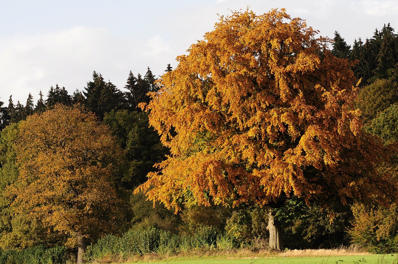 autumn fall color tree free photo