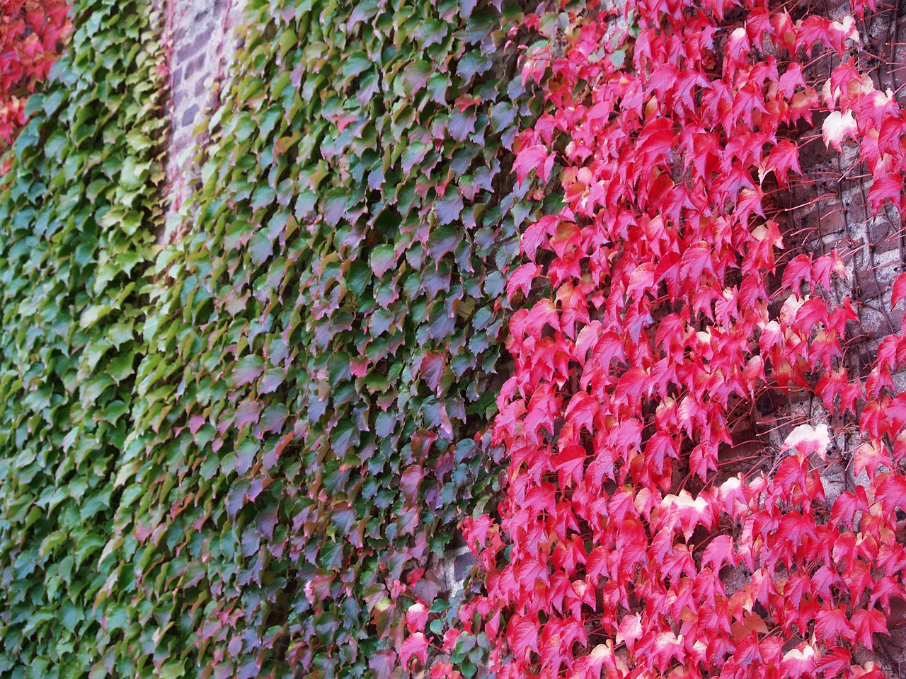 autumn sweden leaf free photo