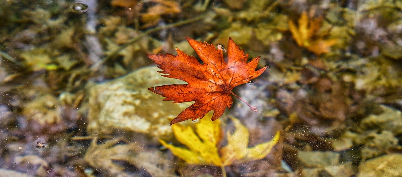 autumn leaves red free photo