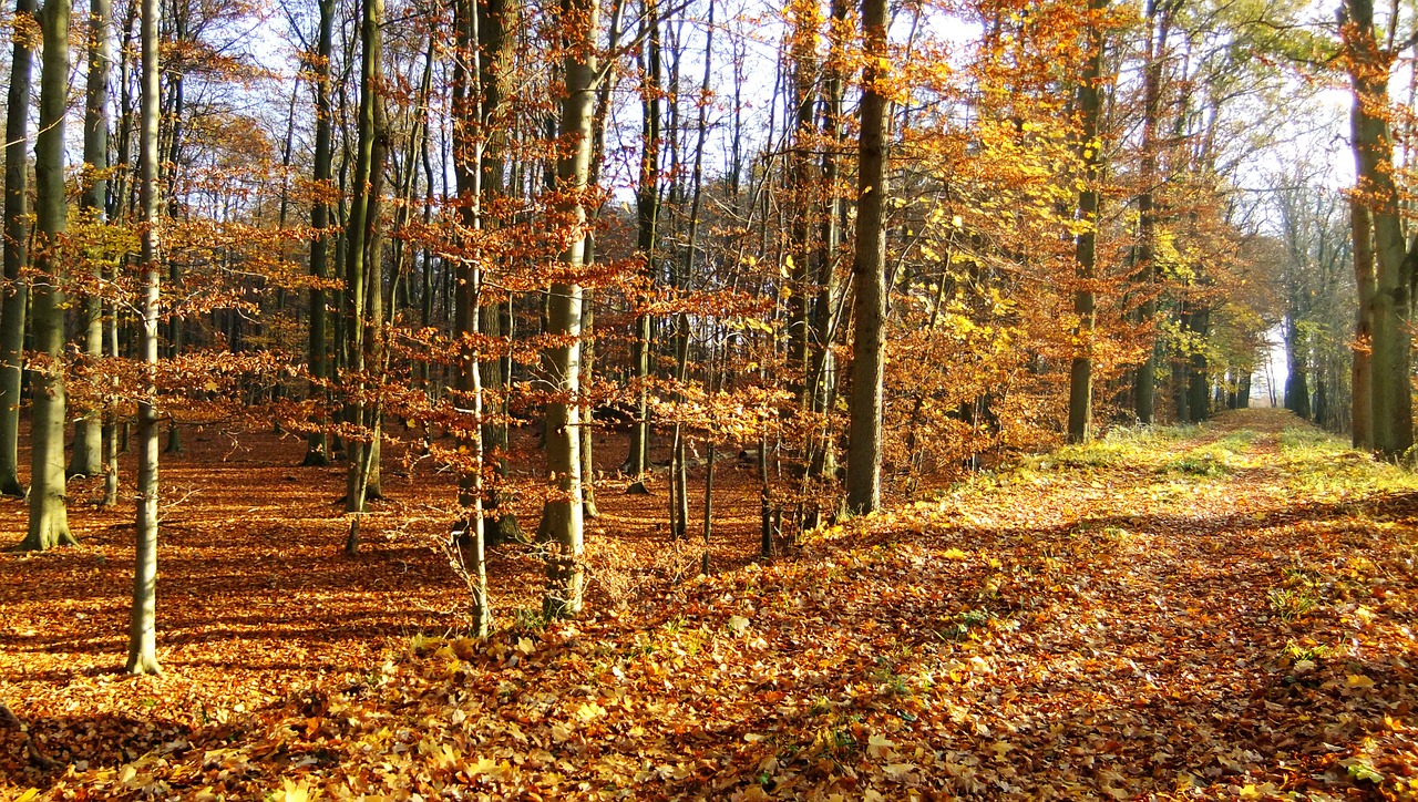 autumn woodland natural free photo