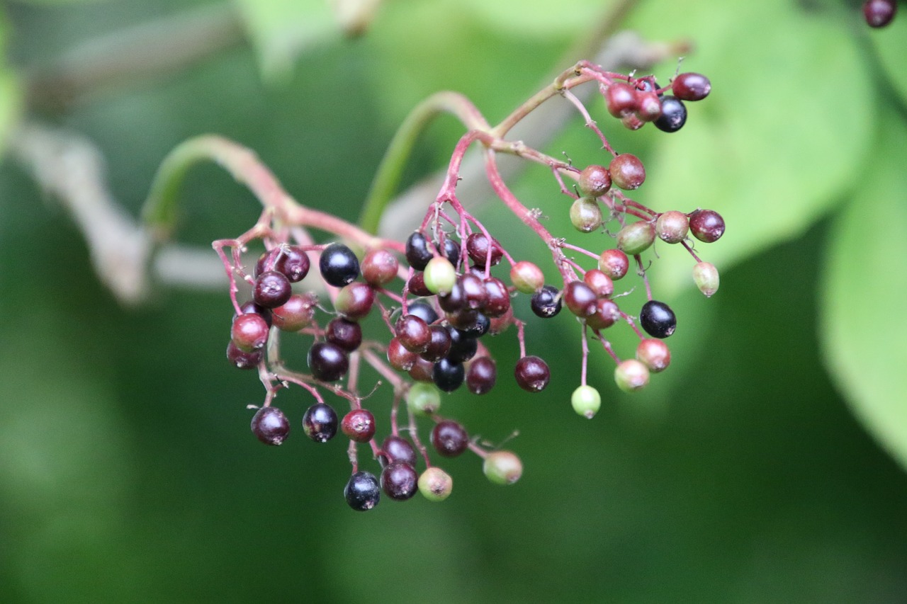 autumn leaf berry free photo