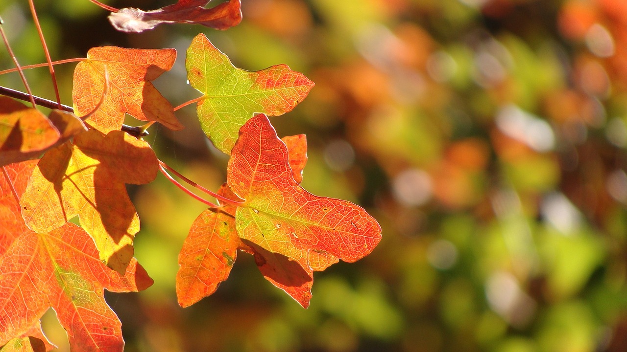 autumn leaves autumn leaves free photo