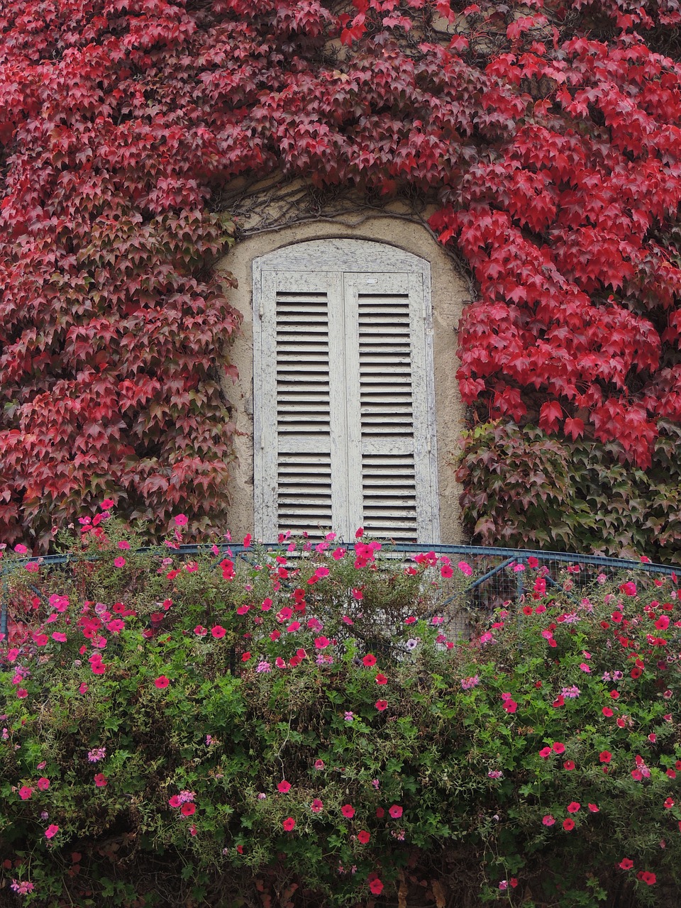 autumn rambouillet window free photo