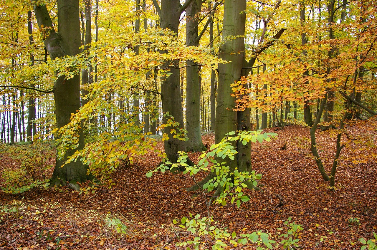 autumn autumn forest forest free photo