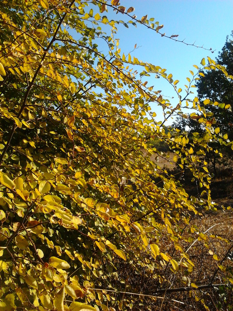 autumn yellow judas tree free photo