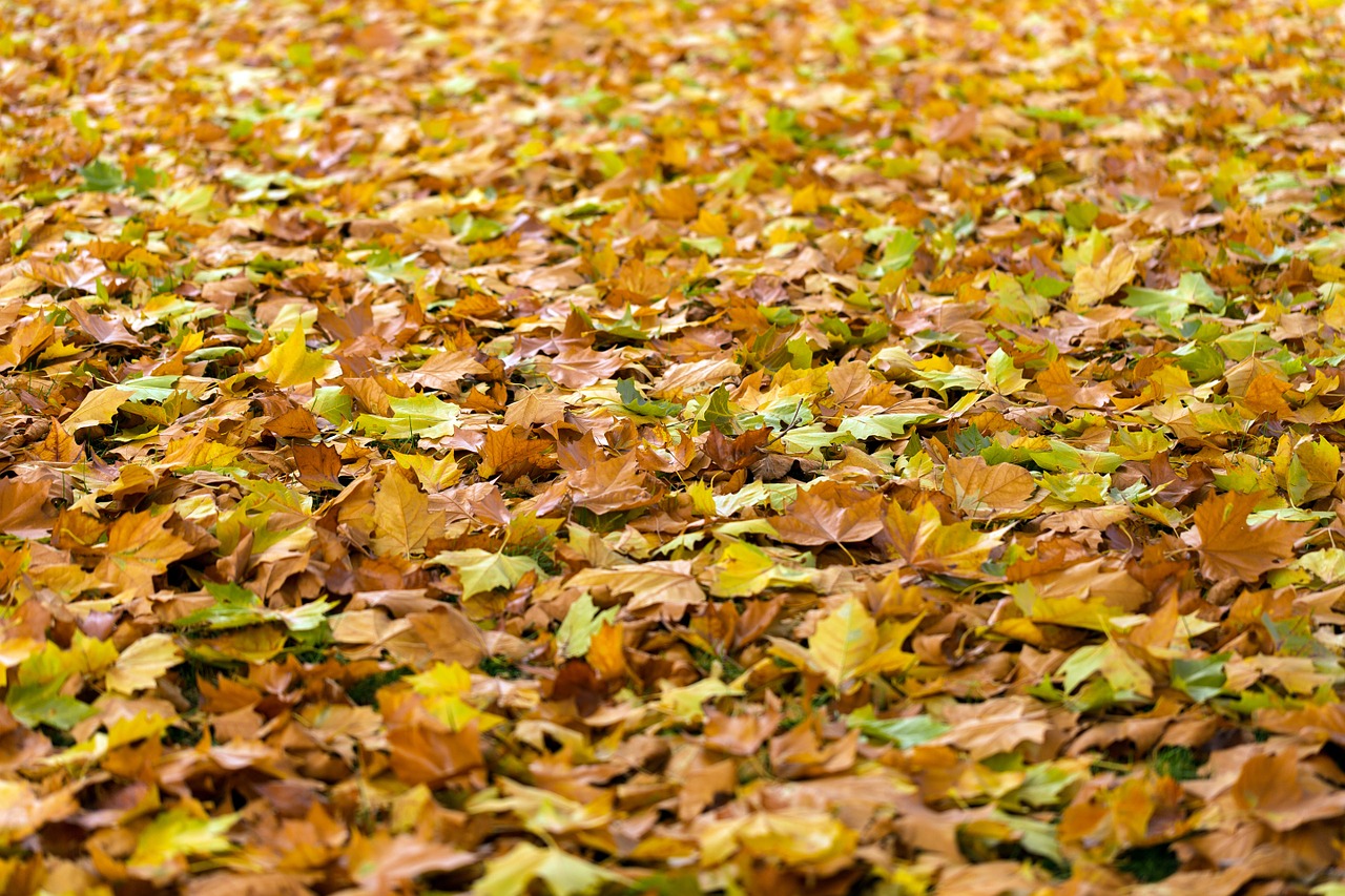 autumn leaves fall free photo