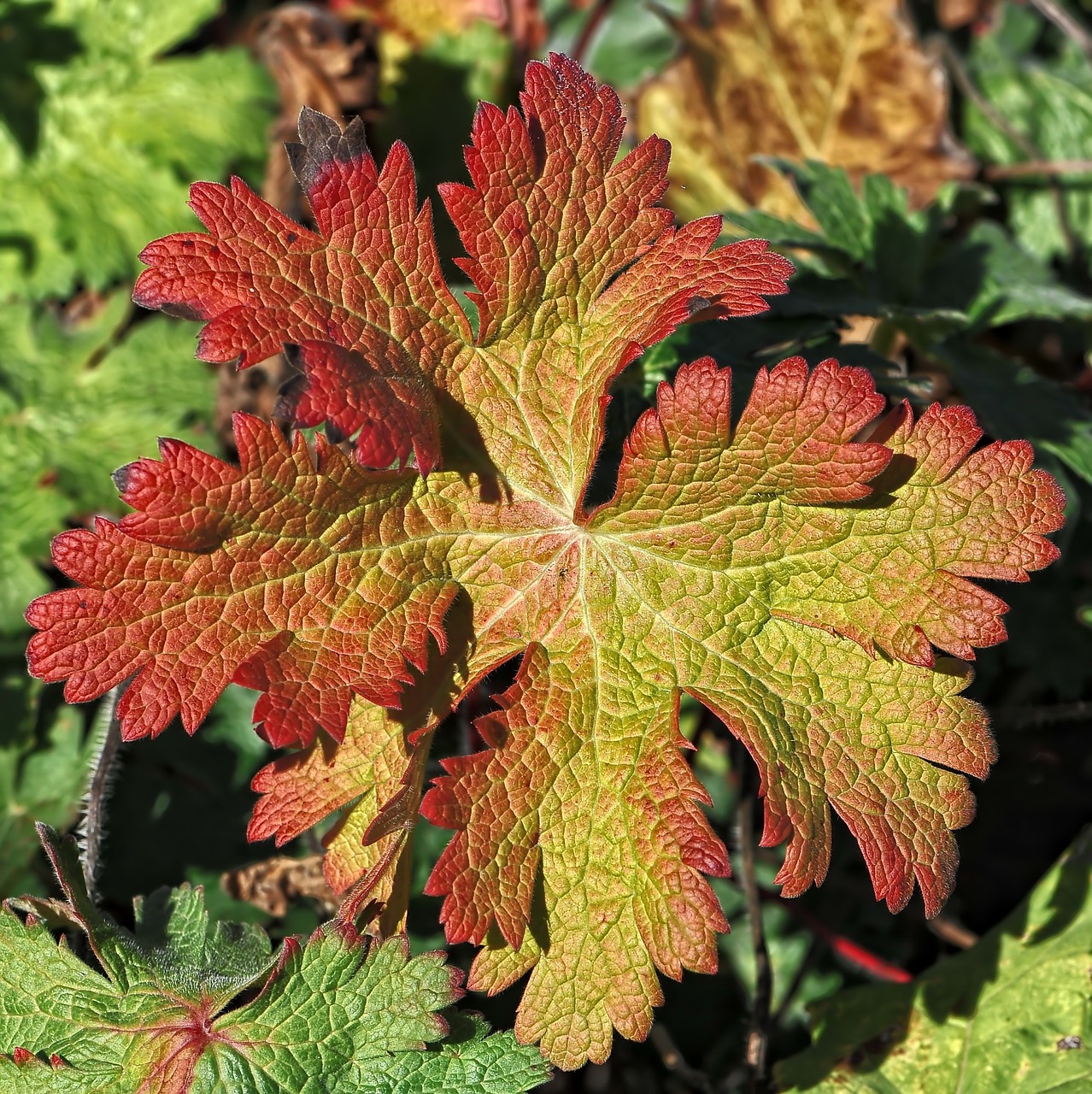 autumn autumn colours fall leaves free photo