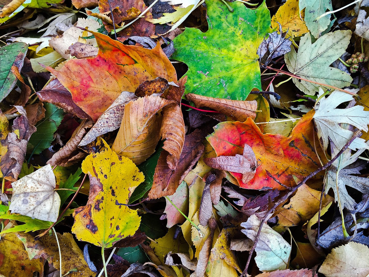 autumn leaves fall foliage free photo