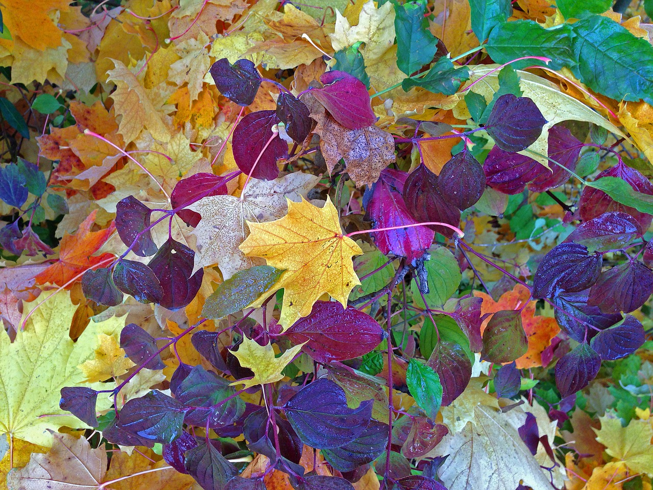 autumn leaves fall foliage free photo