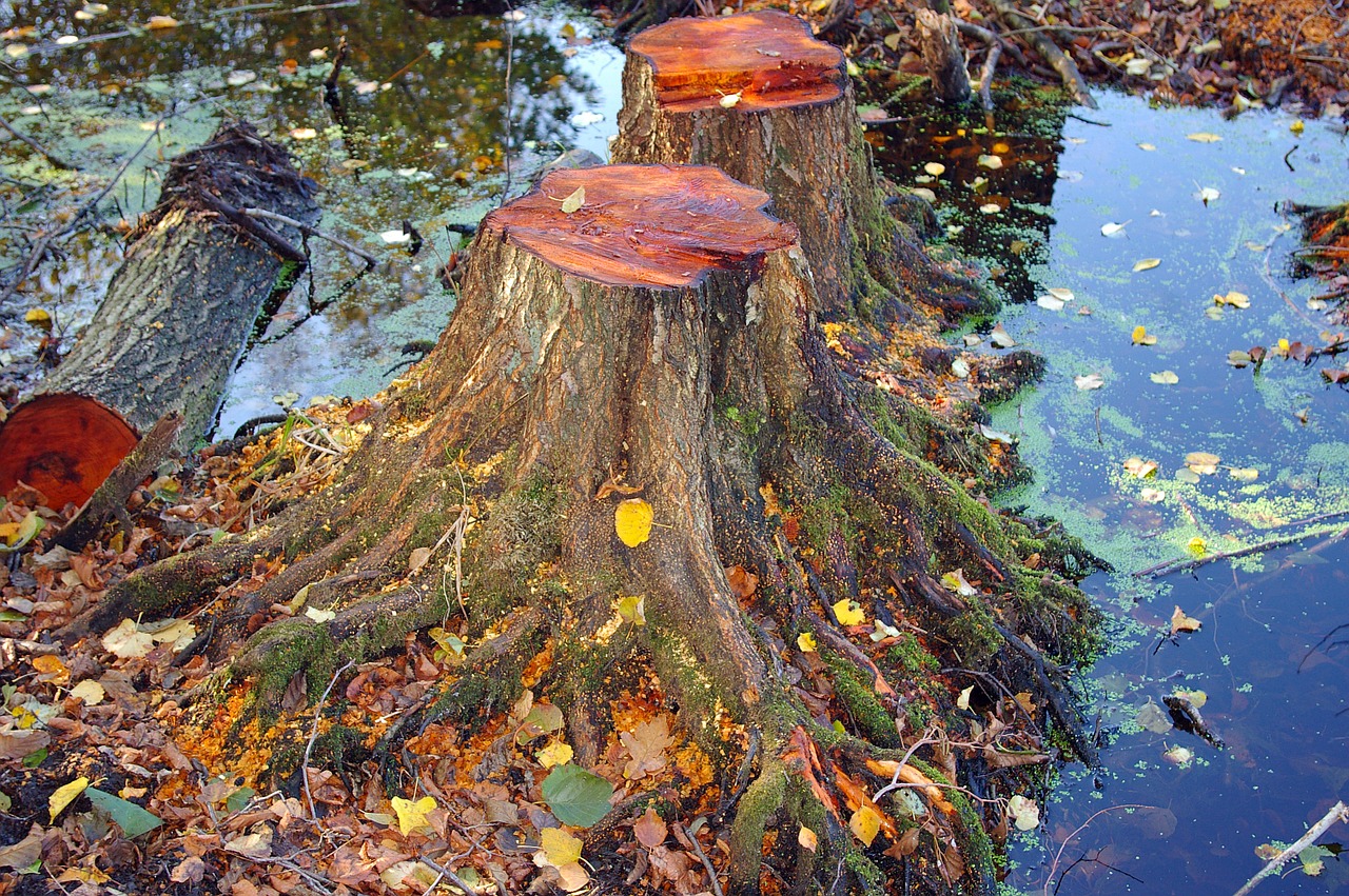 autumn leaves forest free photo