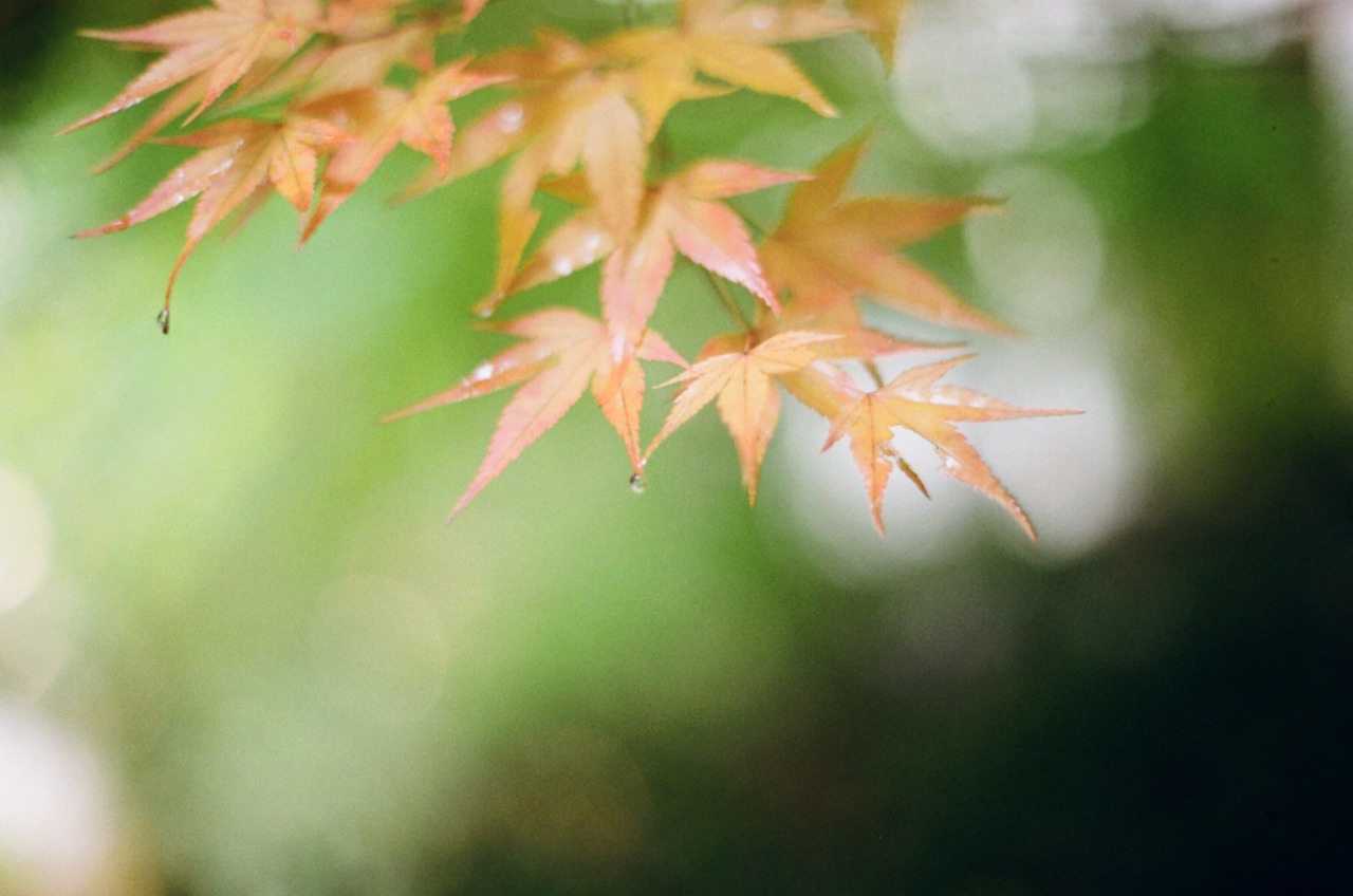 autumn autumn leaves leaves free photo