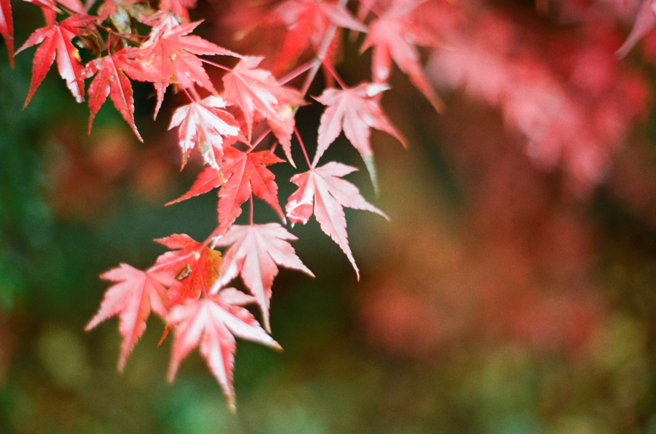 autumn autumn leaves leaves free photo