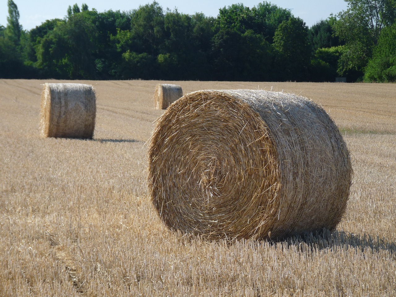 autumn straw harvest free photo