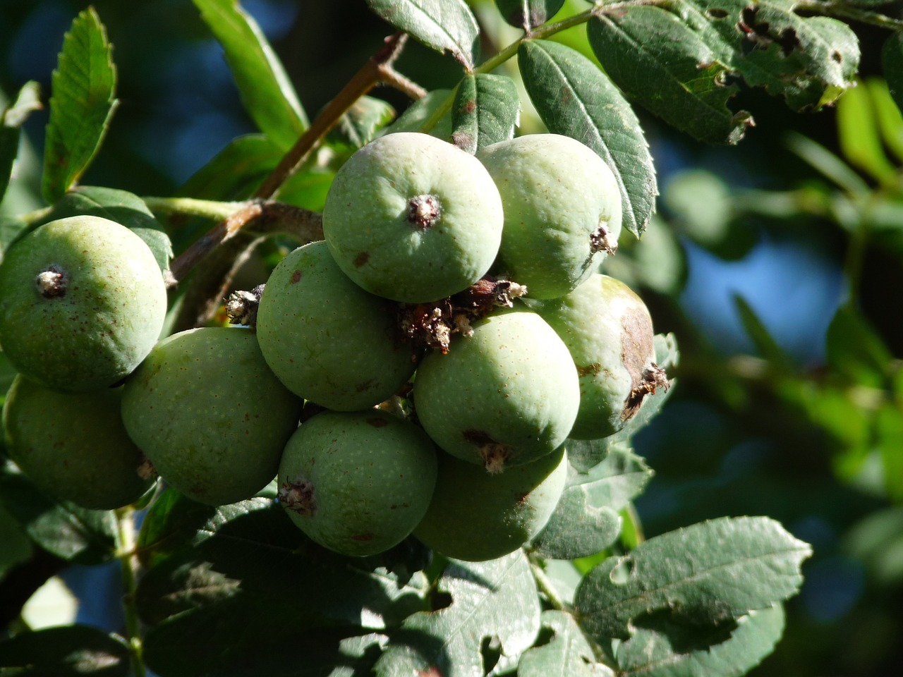 autumn apple speierling free photo