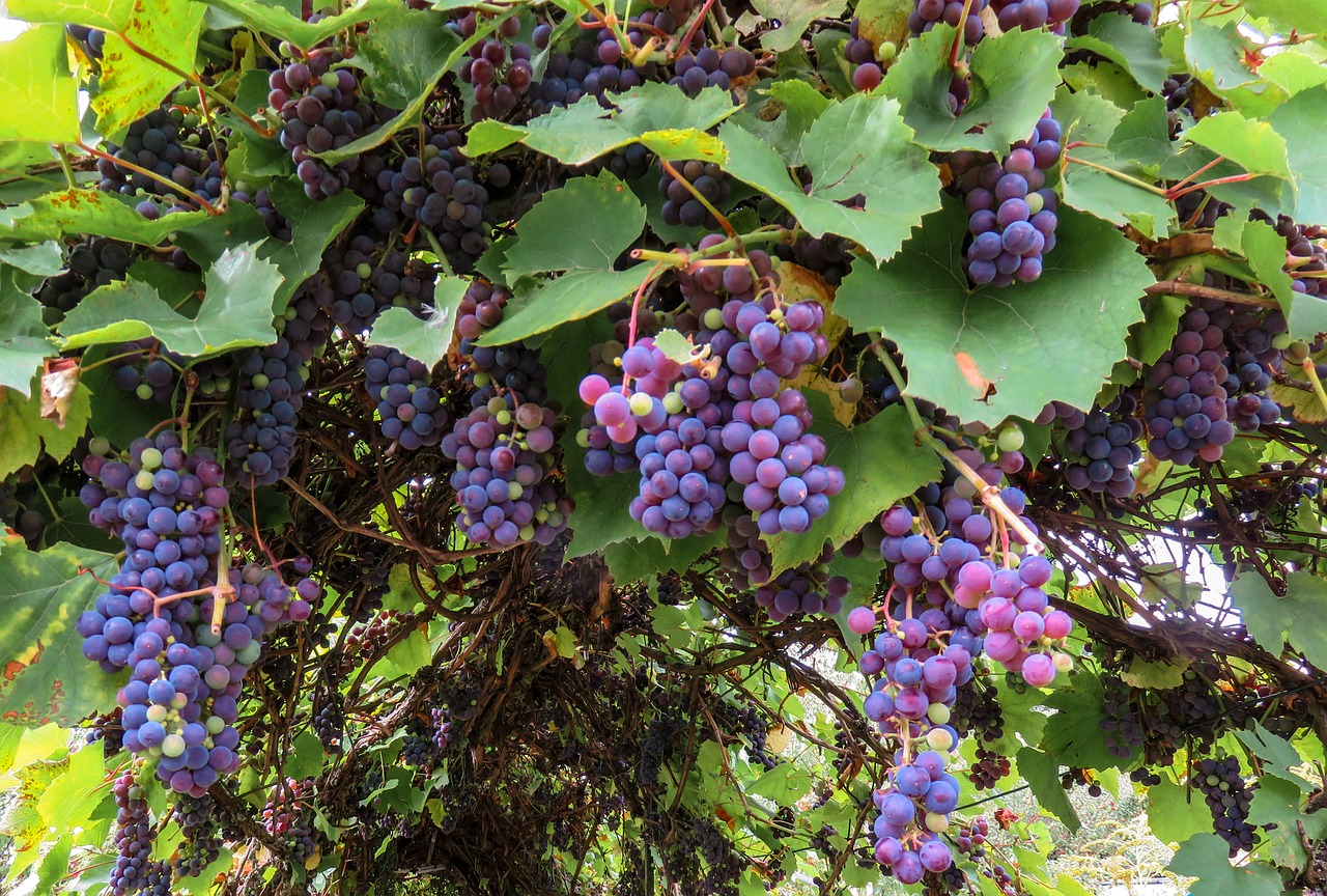 autumn grapes grape free photo