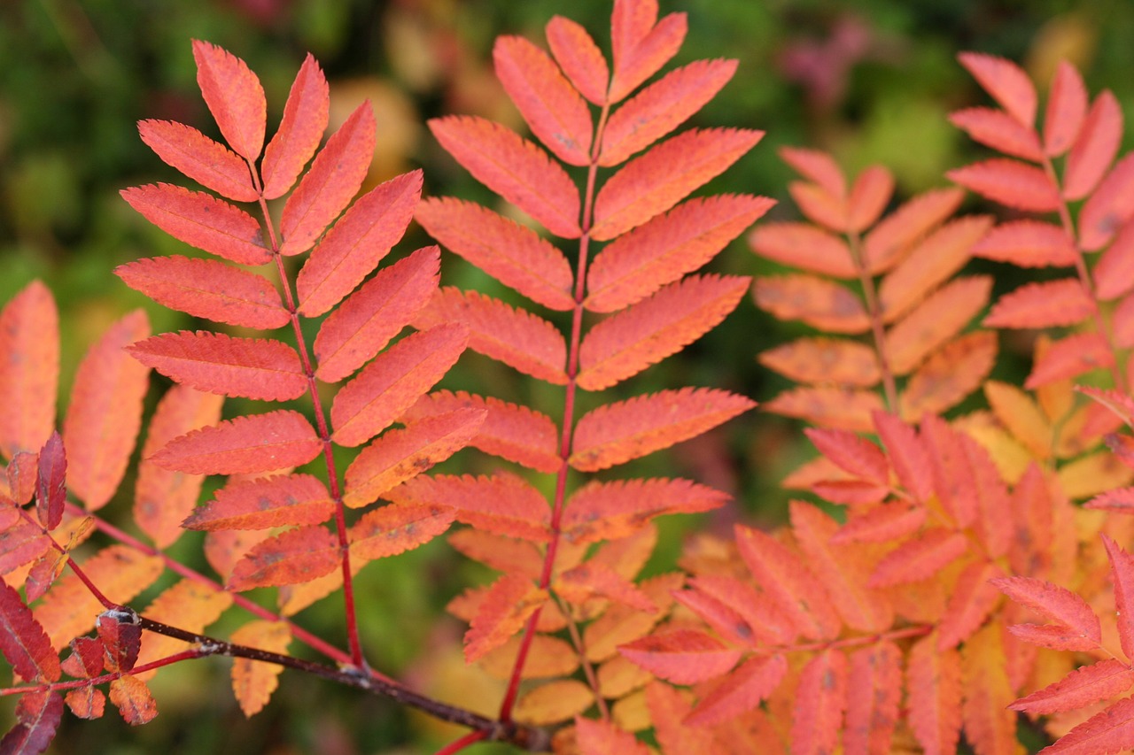 autumn leaf colors free photo