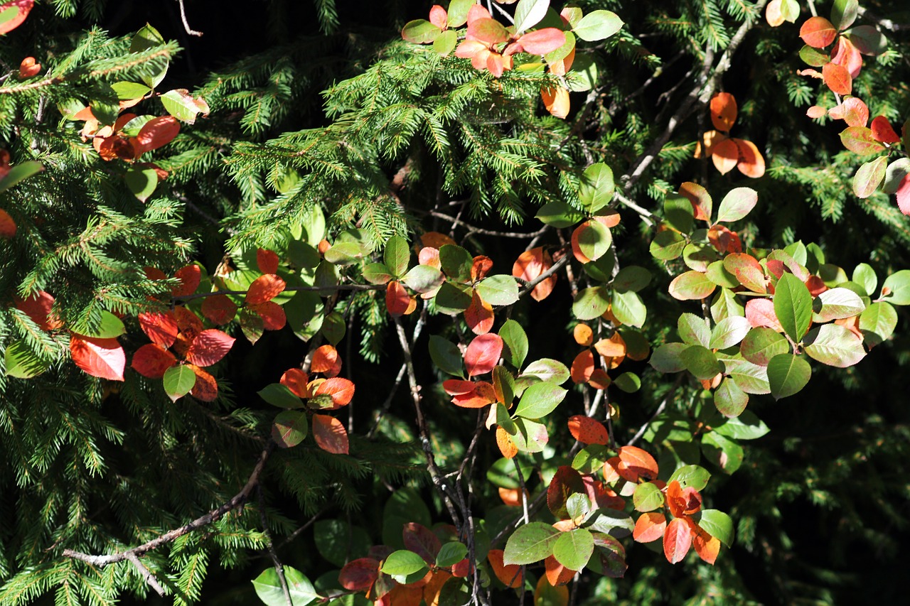 autumn leaves spruce free photo