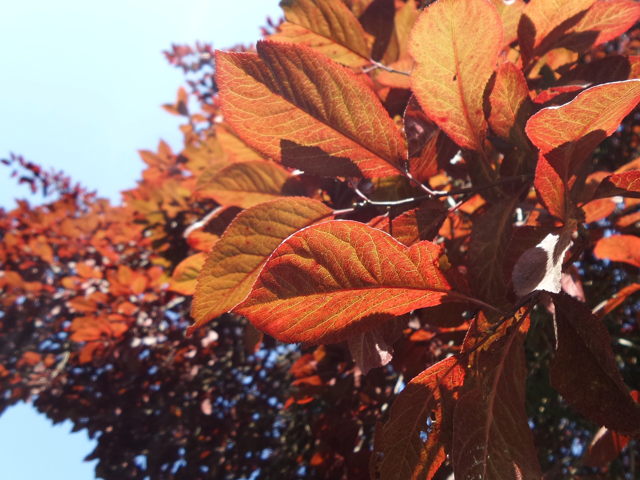 autumn leaves nature free photo