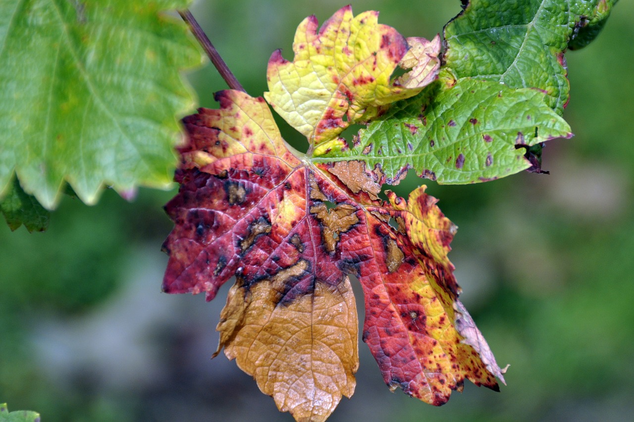 autumn grape leaves grapes free photo