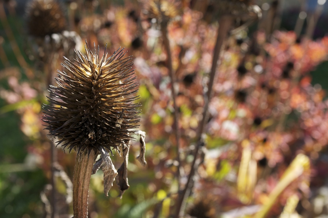 thorn dry autumn free photo