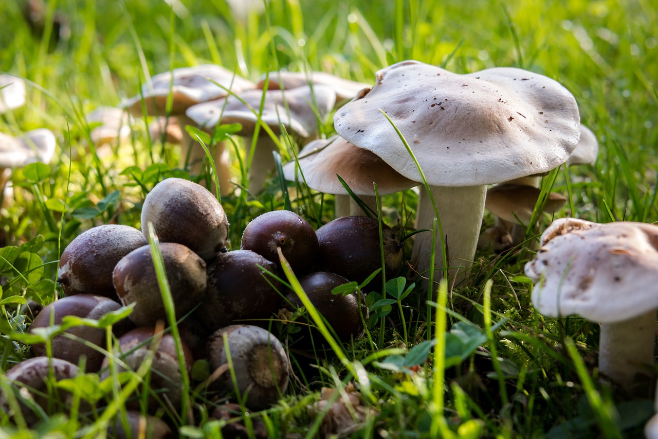 autumn mushrooms acorns free photo