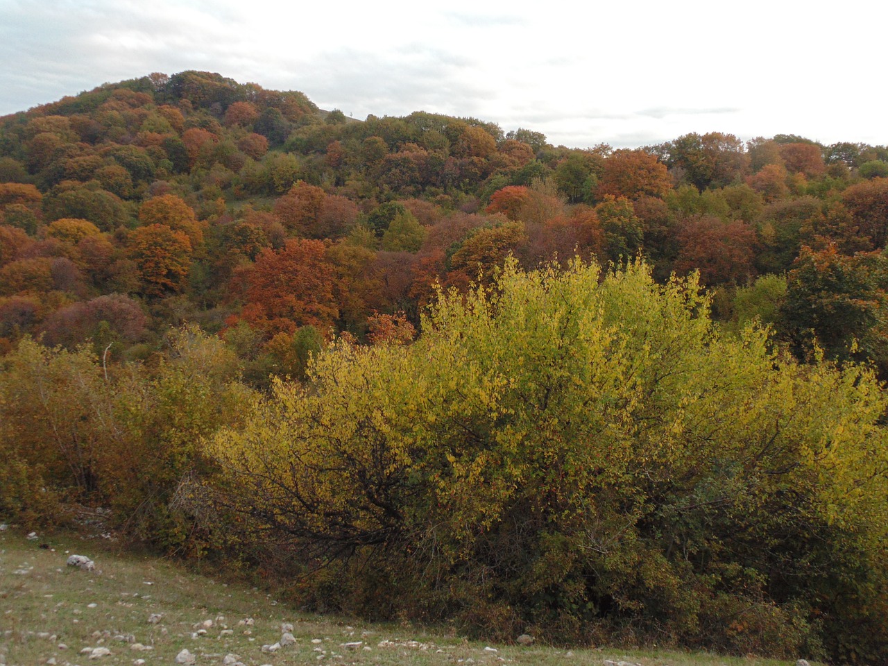 autumn trees forest free photo